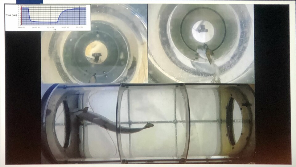 The fish that were exposed to negative pressure reacted immediately by releasing air out of the swim bladder. From the presentation by Birger Venås at Frisk Fiske 2022. Click on image to enlarge.