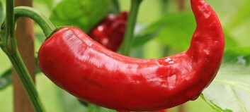 Hot stuff: chilli shown to improve growth in trout