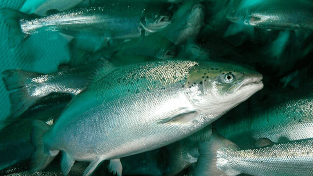 Atlantic salmon in a net pen. Species, not origin, largely determines nutritional content, new analysis shows.