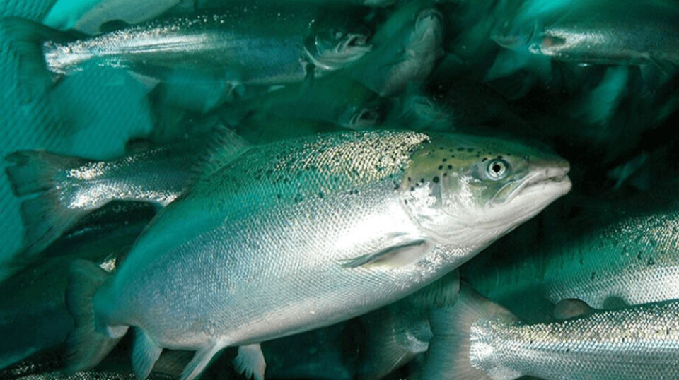 The effects of dissolved oxygen on salmon and tools for feeding management will be discussed next week.
