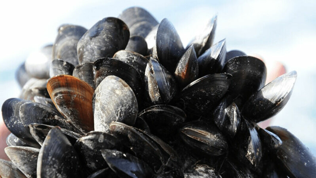 Scotland has the potential to increase production of shellfish such as mussels, but spat harvests can be unreliable. Photo: SAMS.