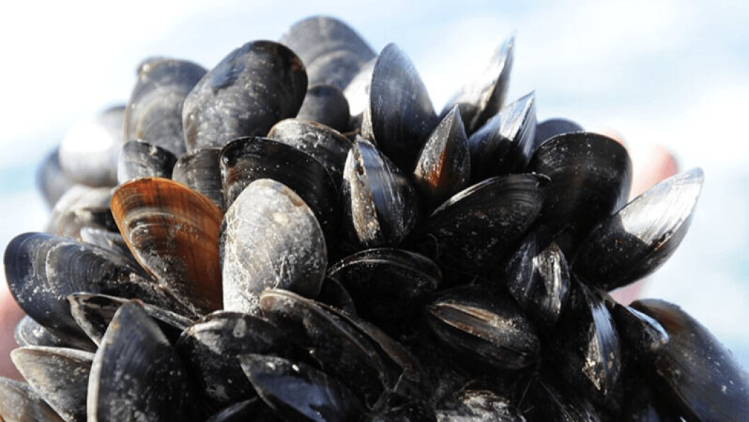 Scotland has the potential to increase production of shellfish such as mussels, but spat harvests can be unreliable. Photo: SAMS. Scotland has the potential to increase production of shellfish such as mussels, but spat harvests can be unreliable. Photo: SAMS.