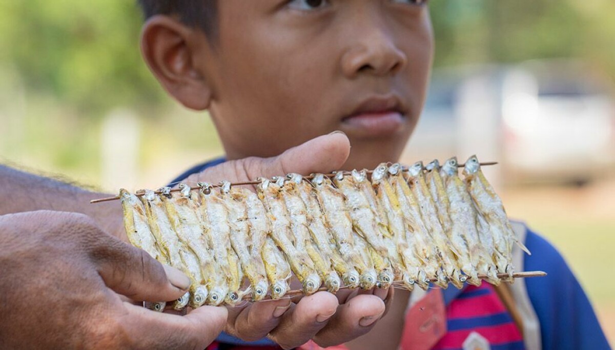 Fish Hunger ‘Fish key to combating world hunger crisis’