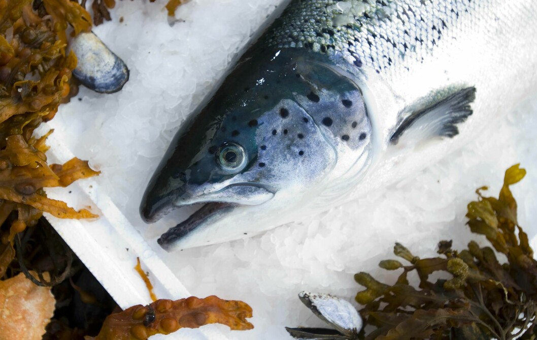 So far this year, Norway has exported 614,400 tonnes of salmon worth NOK 42 billion (£4.1 billion).
