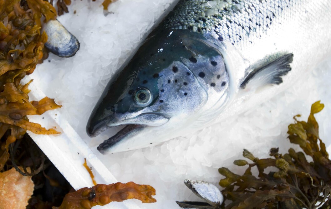 So far this year, Norway has exported 614,400 tonnes of salmon worth NOK 42 billion (£4.1 billion). So far this year, Norway has exported 614,400 tonnes of salmon worth NOK 42 billion (£4.1 billion).