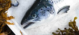 ‘Gratifying growth’ as Norway lifts salmon exports