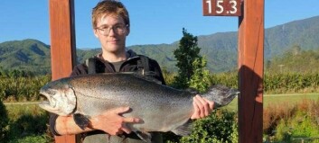 ‘Record price’ for 15.3kg farmed salmon