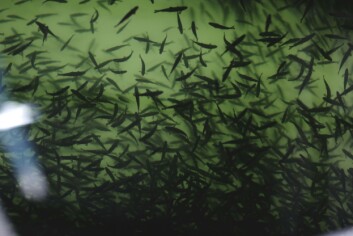 The total number of smolts produced decreased by 4 per cent in 2016. Photo: Scottish Sea Farms The total number of smolts produced decreased by 4 per cent in 2016. Photo: Scottish Sea Farms