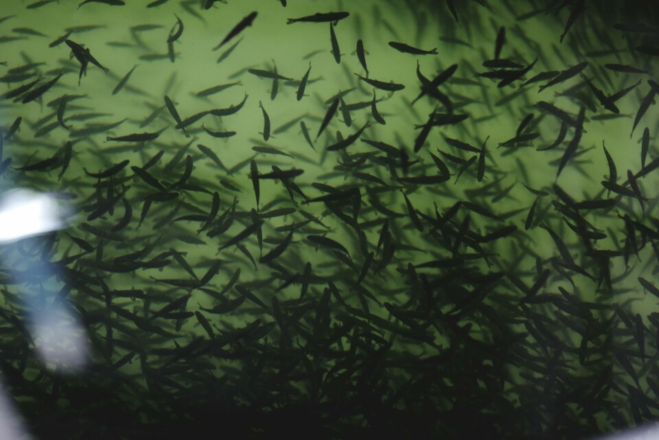 The total number of smolts produced decreased by 4 per cent in 2016. Photo: Scottish Sea Farms
