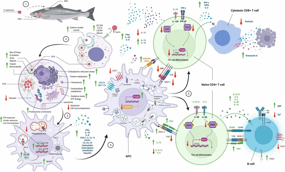 Schematic summary of the pathways used by P. salmonis to enter the cell and the immune responses modulated through infection. Source: Rozas, 2022.