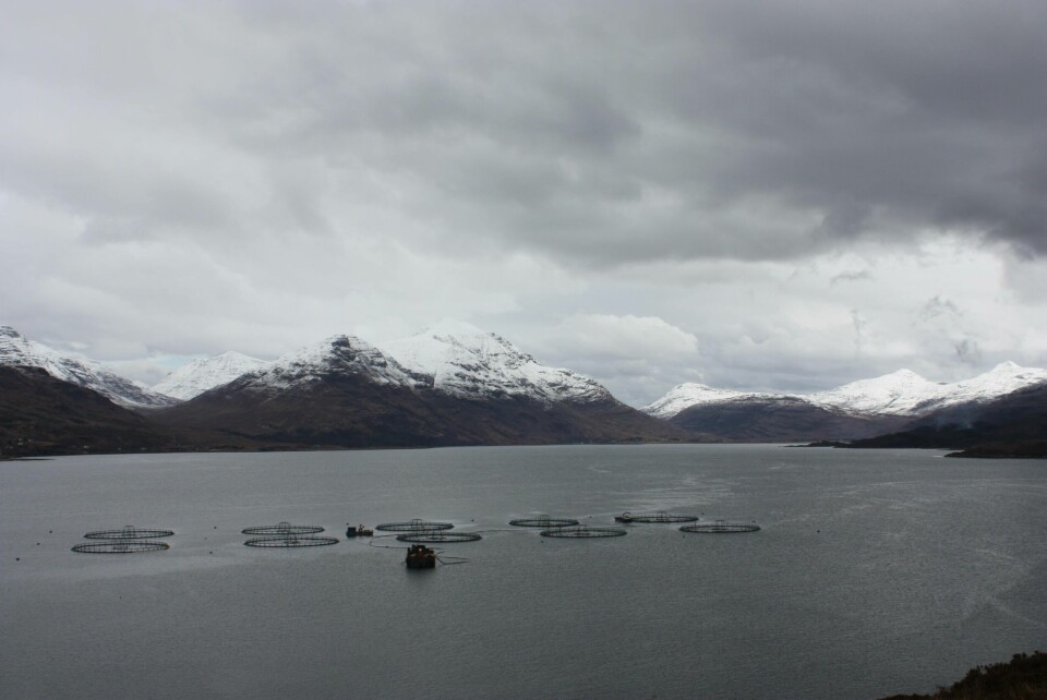 Marine Harvest Scotland's Loch Torridon site. MH Scotland harvested 18,500 tonnes of salmon in Q2. Image: Rob Fletcher