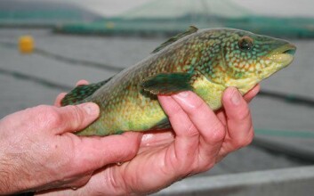 Wrasse are effective at combating sea lice. Wrasse are effective at combating sea lice.