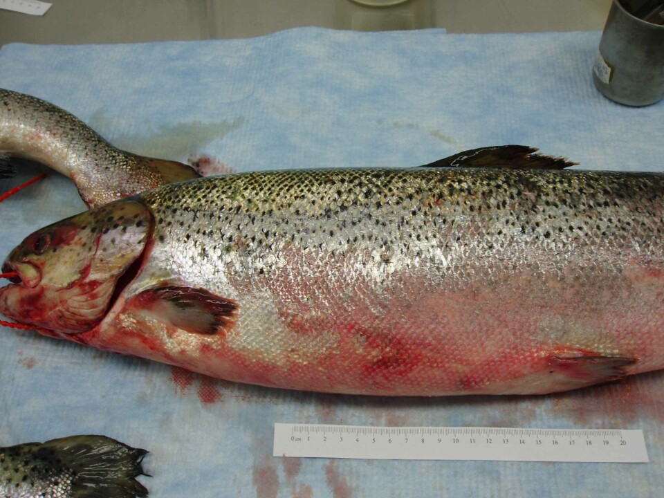 Infectious salmon anaemia can kill up to 90 per cent of an infected Atlantic salmon population. Photo: DFO Canada