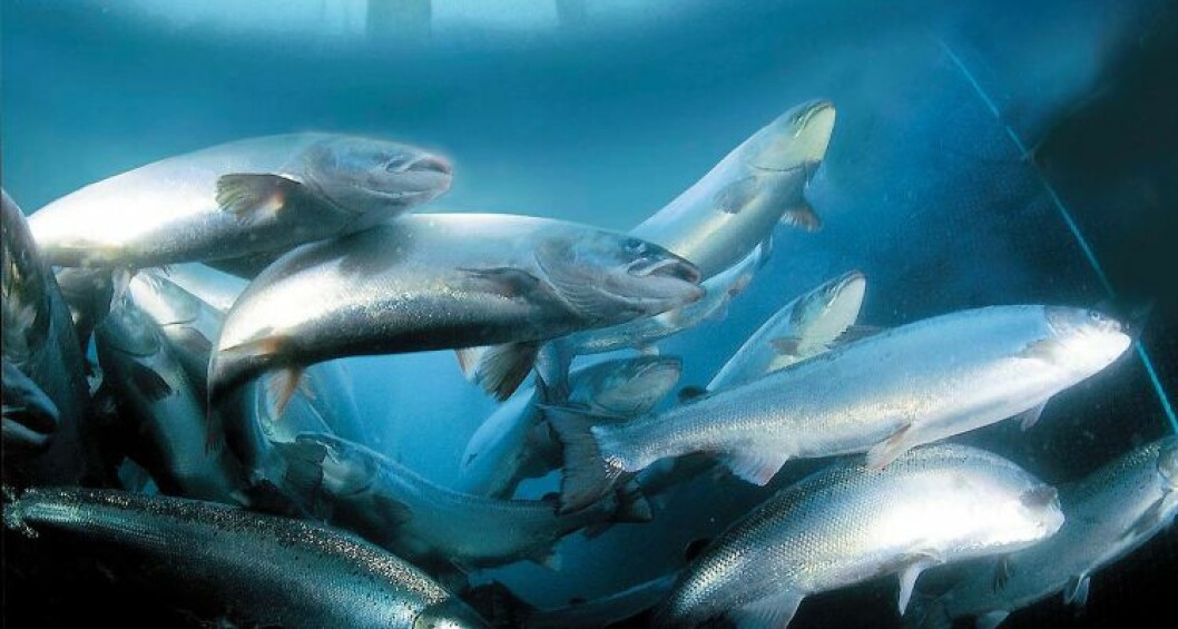 The Scottish Marine Aquaculture Awards is back in the swim for 2018. Photo: Salmonexpert. The Scottish Marine Aquaculture Awards is back in the swim for 2018. Photo: Salmonexpert.