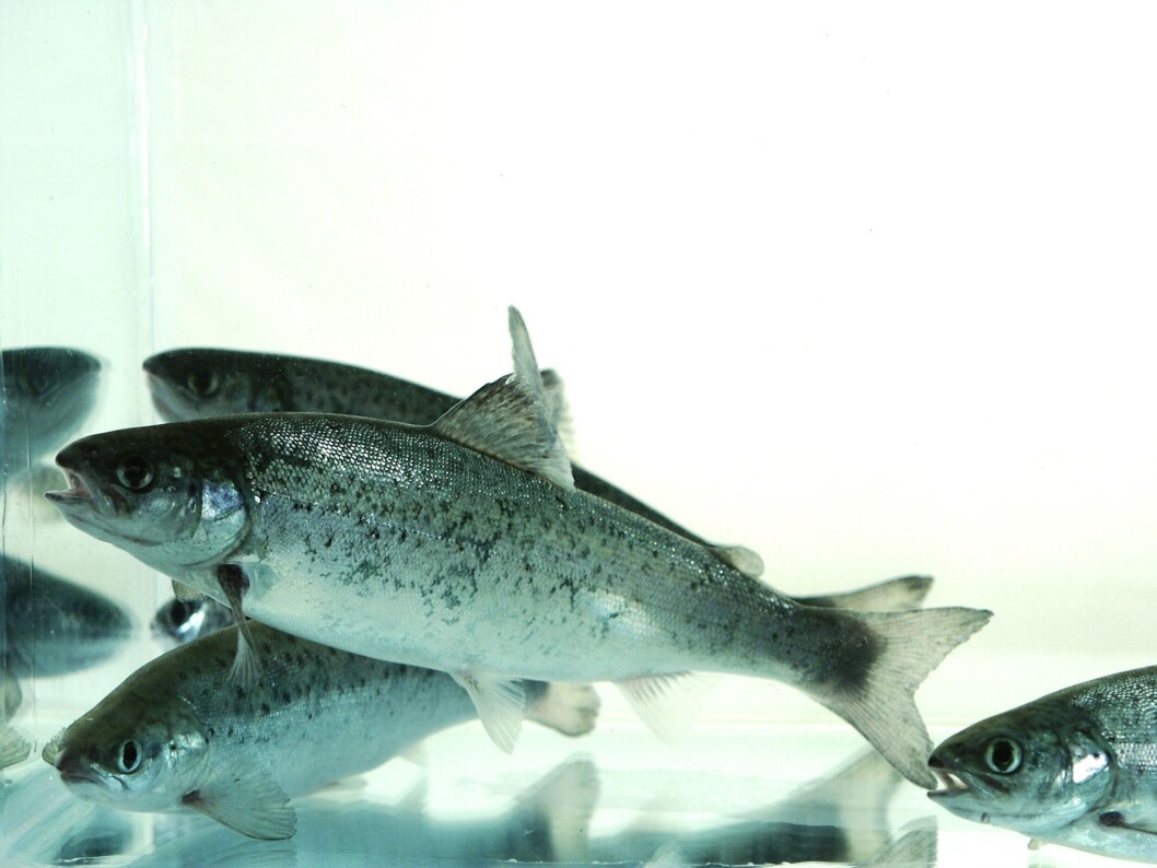 Scottish Sea Farm says when the new hatchery is built it will enable the company to raise production of smolts from five million to 11 million annually. Scottish Sea Farm says when the new hatchery is built it will enable the company to raise production of smolts from five million to 11 million annually.