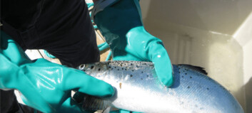 £1.7m study seeks to unlock secrets of salmon sea lice resistance