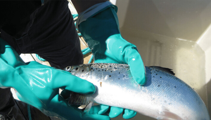 £1.7m study seeks to unlock secrets of salmon sea lice resistance