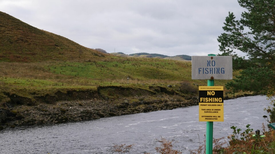 The number of wild salmon returning to Scotland's rivers has declined. Photo: FFE