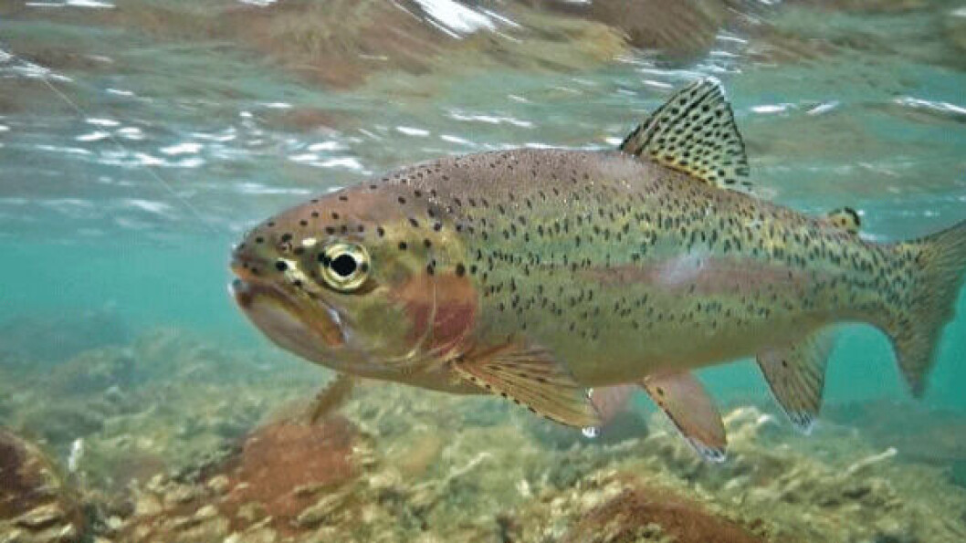 Trout growers have lost food service and export markets and struggle to get shelf space in supermarkets. Photo: British Trout Association. Trout growers have lost food service and export markets and struggle to get shelf space in supermarkets. Photo: British Trout Association.