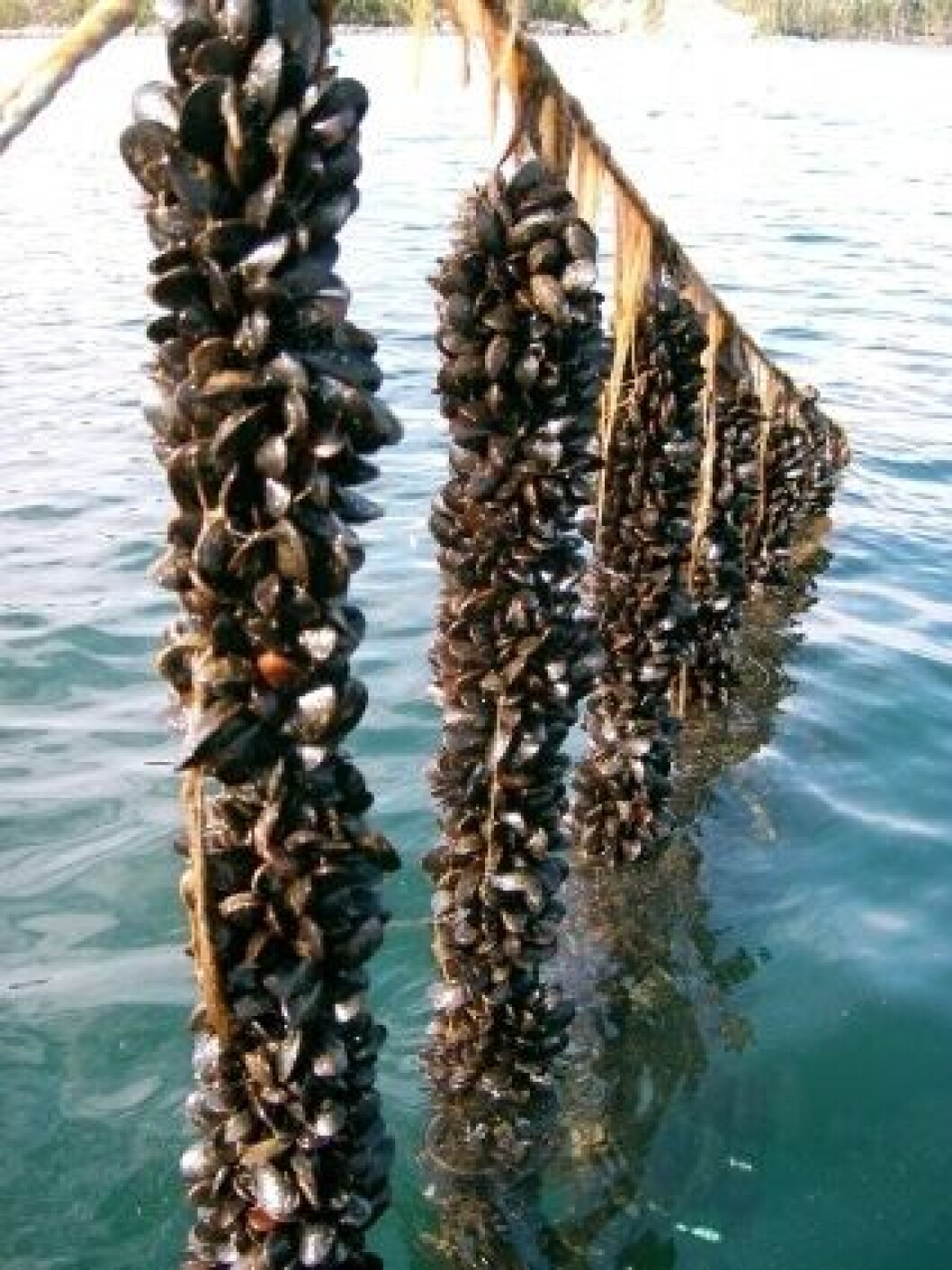 Scientists have discovered that sea acidification hampers mussel shell development. Scientists have discovered that sea acidification hampers mussel shell development.