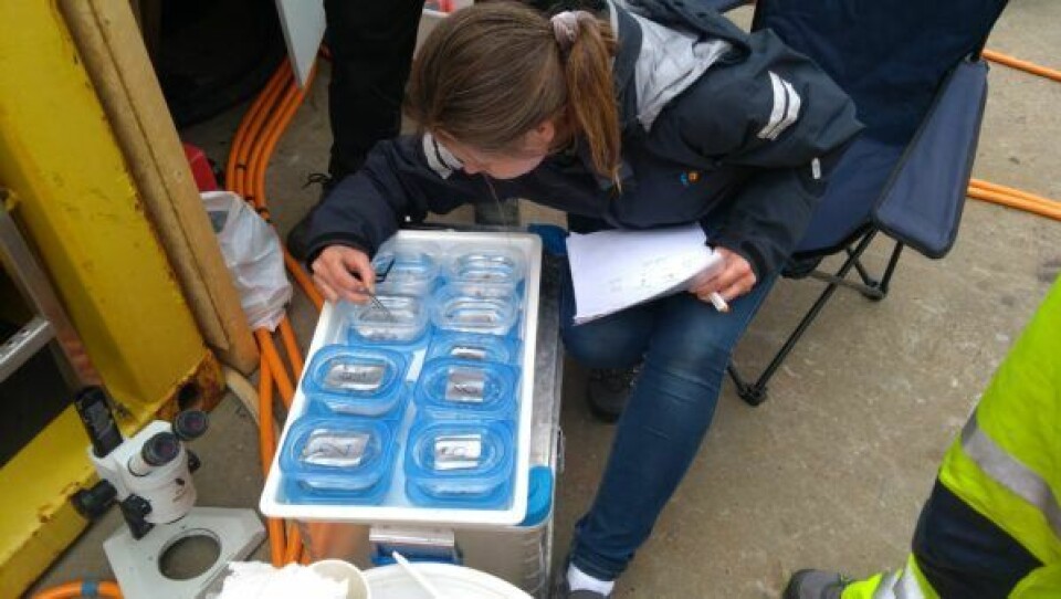 Lice survey work being carried out by Siri Giskegjerde of Fomas, after the filter has been used during delousing with a Thermolicer. Picture taken in June. Photo: Fomas.