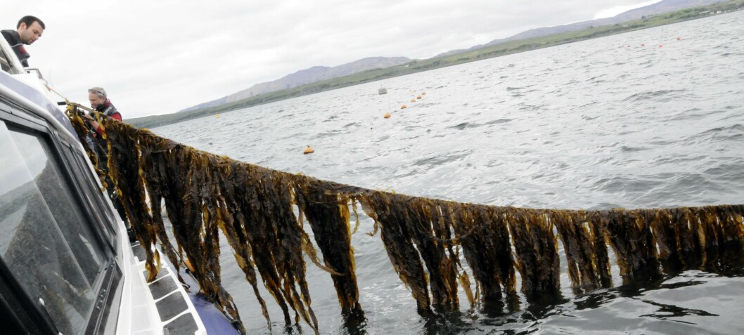 Scots launch free seaweed cultivation course