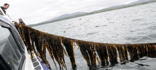 Farmed seaweed set for animal feeds