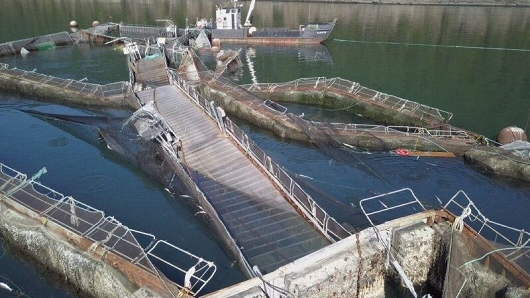 Authorites say up to 263,000 salmon escaped following the collapse of this Cooke farm in the US last August. Photo: cbc.ca Authorites say up to 263,000 salmon escaped following the collapse of this Cooke farm in the US last August. Photo: cbc.ca