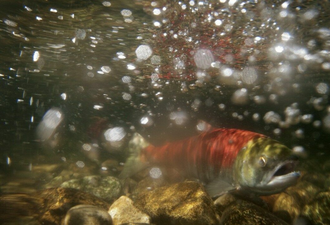 Wild salmon swimming in BC waters. Image: Province of BC.