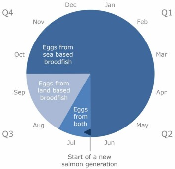 Timing of salmon egg deliveries throughout the year based on broodfish that are produced in different environments. Eggs from land based broodfish reared in tanks are delivered from July up to and including September. Eggs from sea based broodfish reared in cages are delivered from October up to and including July. A new salmon generation starts with land based egg deliveries in July. Image: Aquagen Timing of salmon egg deliveries throughout the year based on broodfish that are produced in different environments. Eggs from land based broodfish reared in tanks are delivered from July up to and including September. Eggs from sea based broodfish reared in cages are delivered from October up to and including July. A new salmon generation starts with land based egg deliveries in July. Image: Aquagen
