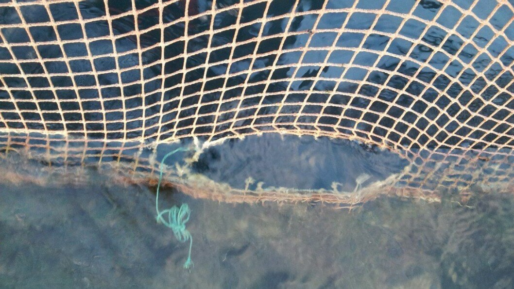 Net loss: 290,000 salmon escaped from fish farms in Norway last year, including 200,000 smolts in one incident. File photo: FFE. Net loss: 290,000 salmon escaped from fish farms in Norway last year, including 200,000 smolts in one incident. File photo: FFE.