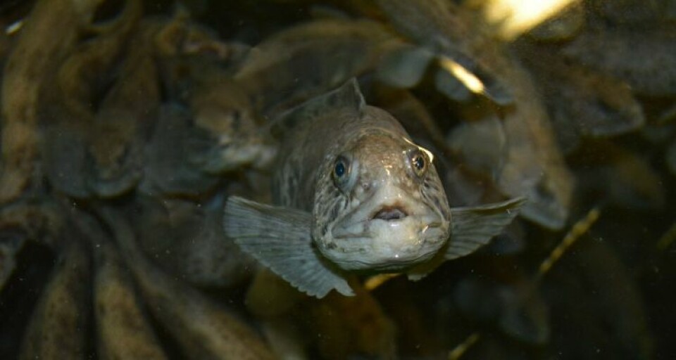 Aminor is currrently the only producer of spotted wolffish. Image: Björn Björnsson Thrandur.