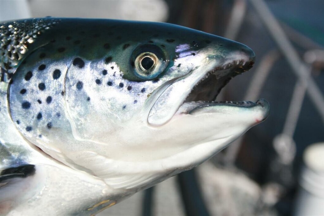 Norwegian prices topped £5 per kilo in March. Norwegian prices topped £5 per kilo in March.