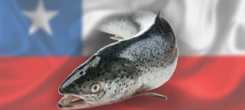 Chilean salmonid export earnings fall 11.5% in H1