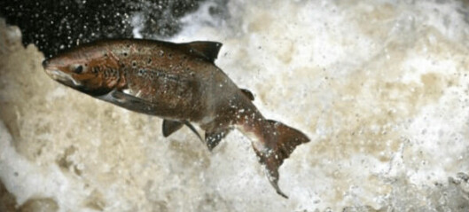 Salmon industry fund gives £70k to wild fish projects