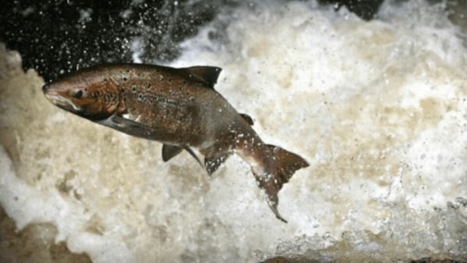 Fewer salmon and trout were caught in Scotland's rivers last year.