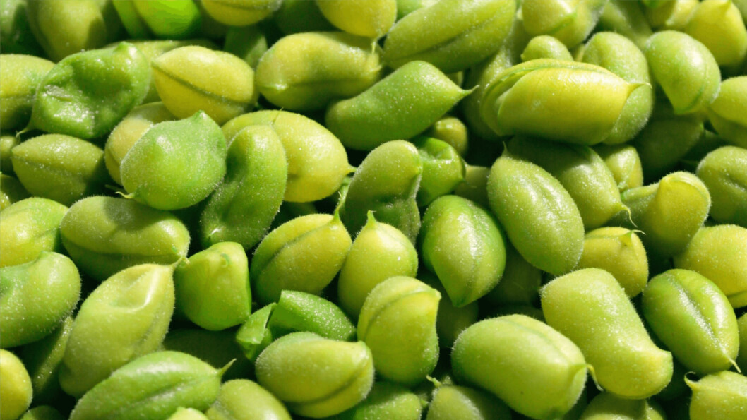 You're all has-beans: 44 Norwegian salmon farmers are removing Brazilian soy from their feed formulation. Photo: Salmon Group. You're all has-beans: 44 Norwegian salmon farmers are removing Brazilian soy from their feed formulation. Photo: Salmon Group.