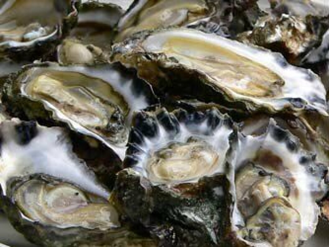More than 600,000 tonnes of oysters are produced globally each year. More than 600,000 tonnes of oysters are produced globally each year.