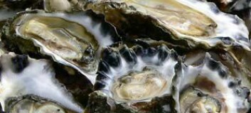 Scottish DNA chip can boost oyster yields