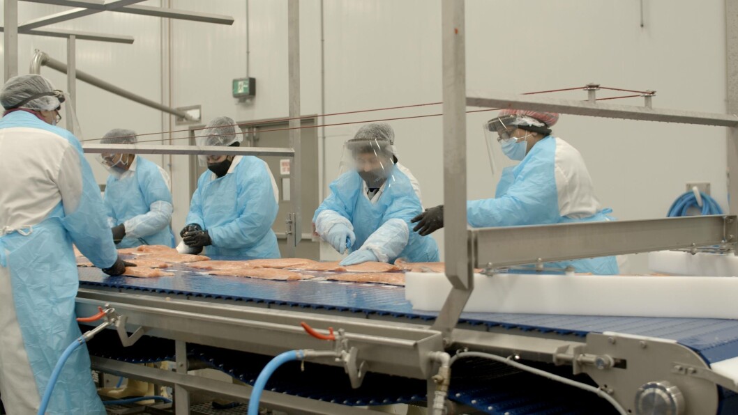Employees at work in Mowi's value-added products plant in Surrey, Metro Vancouver, which is to close as a direct result of the federal government's closure of salmon farms in the Discovery Islands in British Columbia. Photo: Mowi Canada West. Employees at work in Mowi's value-added products plant in Surrey, Metro Vancouver, which is to close as a direct result of the federal government's closure of salmon farms in the Discovery Islands in British Columbia. Photo: Mowi Canada West.