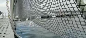 90,000 fish escape after vandalism at salmon farm