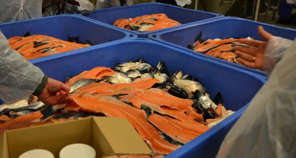 Salmon trimmings could prove invaluable to the obese. Image: Linn Therese Skår Hosteland.