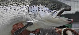 Chilean salmon harvests leap by more than 20%