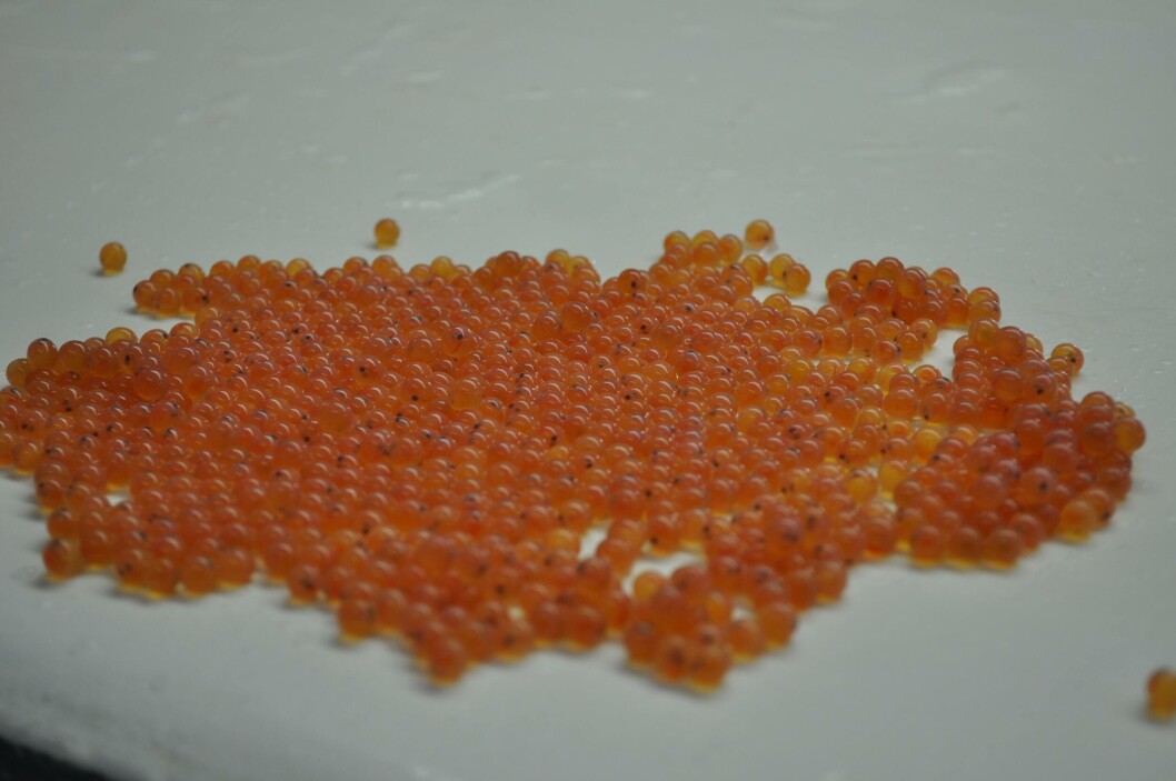 Data released last spring show nine out of ten salmon farmed in Scotland are reared from eggs imported from overseas. Data released last spring show nine out of ten salmon farmed in Scotland are reared from eggs imported from overseas.