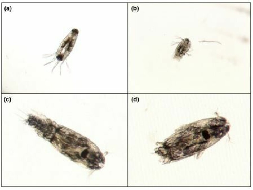 Photos showing L. salmonis nauplii (a, b) and copepodites (c, d), before (a, c) and after exposure to ultrasonic cavitation (b, d). Post-exposure individuals shown here were split in half and were without self-motion. Photos: Sintef