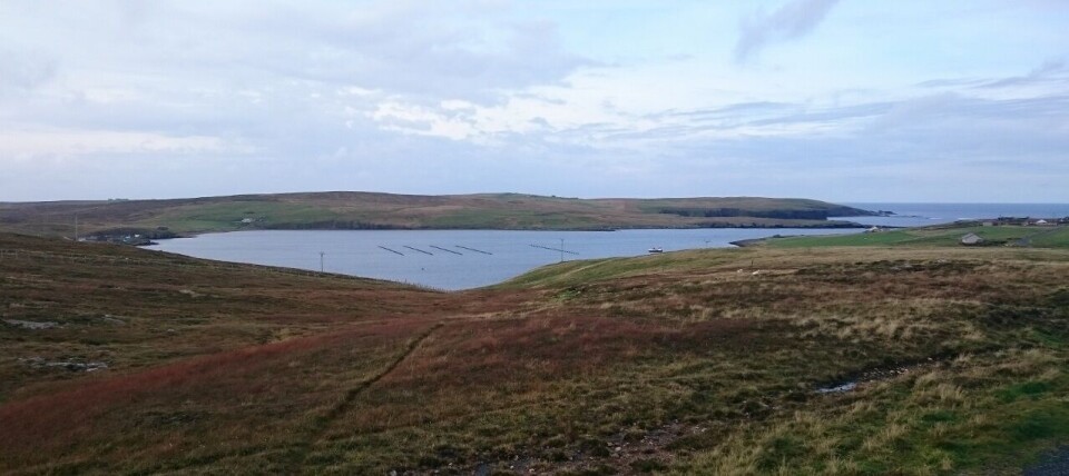 Cribba Sound has taken over the Hamnavoe site from Eshaness Shellfish. Image by Lindsay Angus