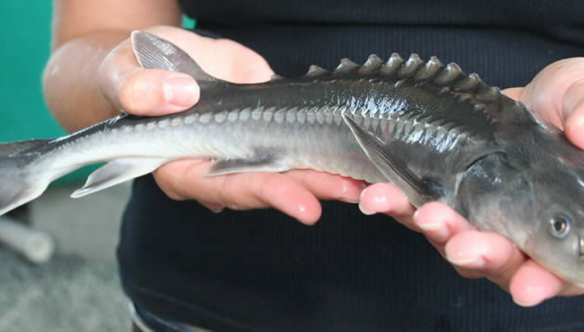 A taste of the prehistoric