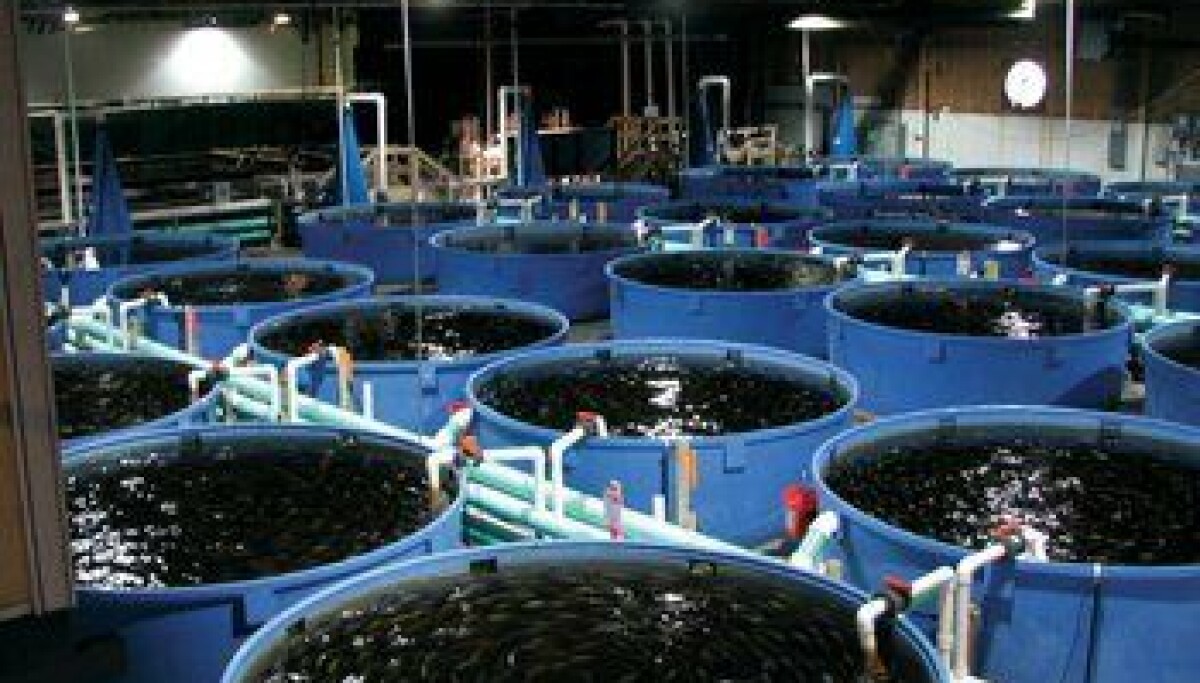 Netter Fish Faming Aquaculture Fish Farming