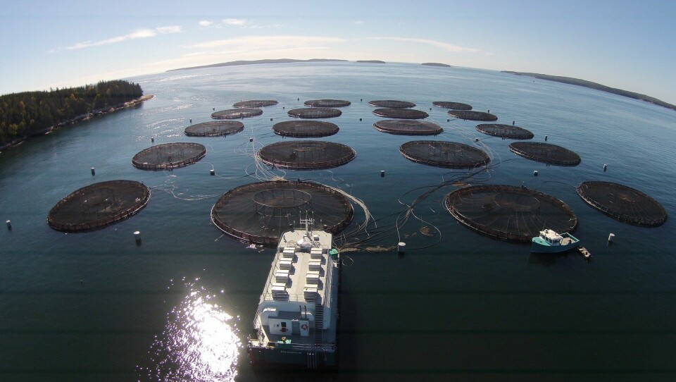 Cooke's Black Island South site in Maine, where 87,607 fish died in a mass mortality event in August. Photo: Cooke Aquaculture US.