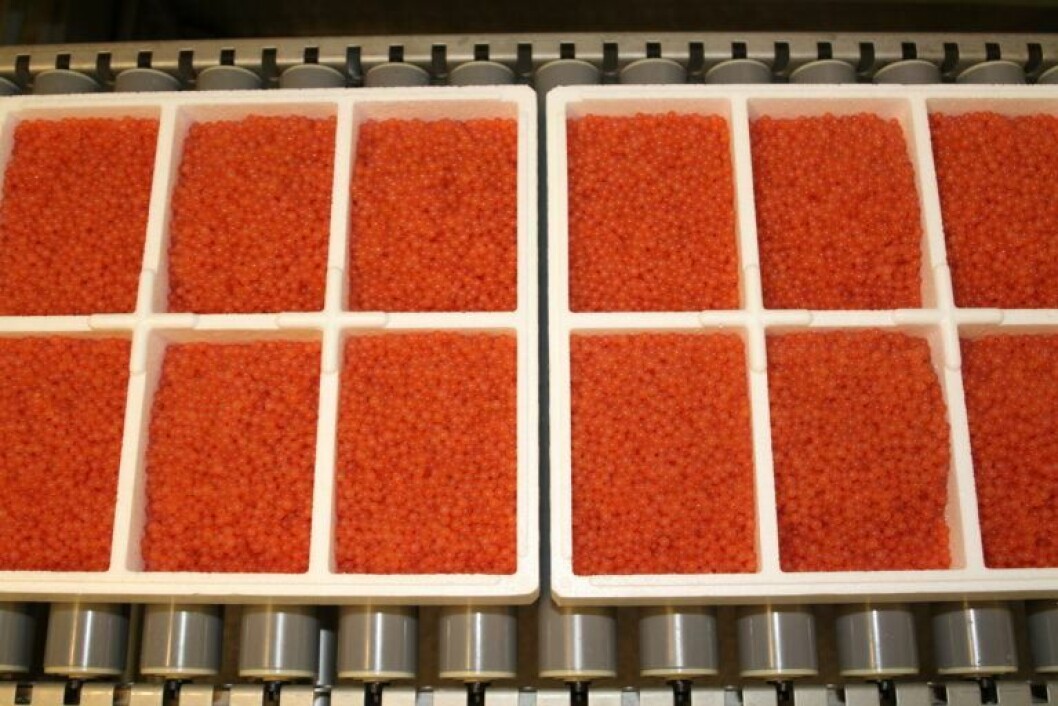 Packing of the first salmon egg delivery to Cermaq Norway Forsan freshwater site was done on 25th July, 2016. The eggs were transported by car and placed in the hatchery on 27th July, 2016. Photo: Aquagen Packing of the first salmon egg delivery to Cermaq Norway Forsan freshwater site was done on 25th July, 2016. The eggs were transported by car and placed in the hatchery on 27th July, 2016. Photo: Aquagen